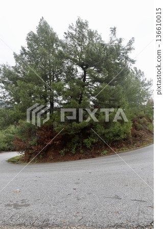 Misty mountain road. High quality photo Misty mountain road. High quality photo 136610015