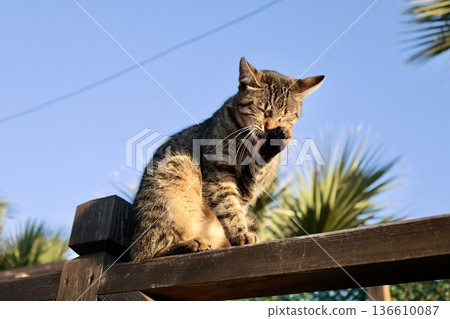 street cat walks through the evening city. High quality photo 136610087