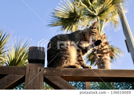 street cat walks through the evening city. High quality photo street cat walks through the evening city. High quality photo 136610089