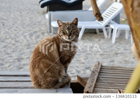 street cat walks through the evening city. High quality photo street cat walks through the evening city. High quality photo 136610113