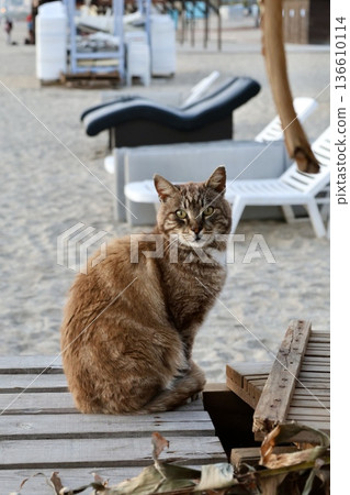 street cat walks through the evening city. High quality photo 136610114