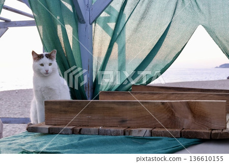 street cat walks through the evening city. High quality photo 136610155