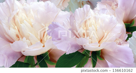 Floral spring background. Peonies flowers and petals flowers. Close-up. Greeting card. Nature. Floral spring background. Peonies flowers and petals flowers. Close-up. Greeting card. Nature. 136610162