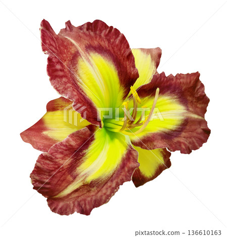 Lily flower on a white isolated background with clipping path. Closeup. For design. View from above. Nature. Lily flower on a white isolated background with clipping path. Closeup. For design. View from above. Nature. 136610163