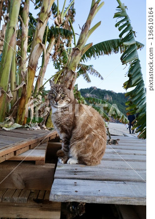 street cat walks through the evening city. High quality photo 136610164