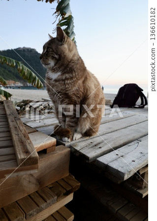 street cat walks through the evening city. High quality photo 136610182