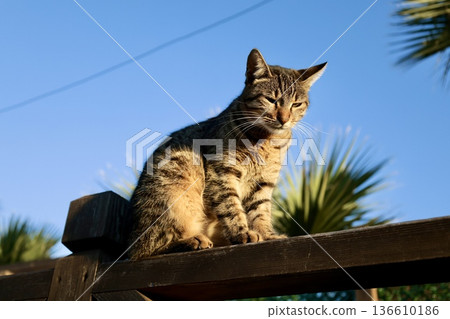 street cat walks through the evening city. High quality photo 136610186