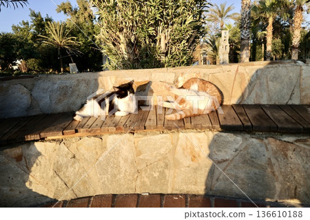 street cat walks through the evening city. High quality photo 136610188