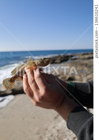 Beach hand fish. High quality photo Beach hand fish. High quality photo 136610241