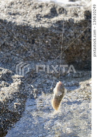 Beach hand fish. High quality photo Beach hand fish. High quality photo 136610249
