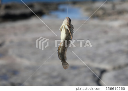 Beach hand fish. High quality photo Beach hand fish. High quality photo 136610260