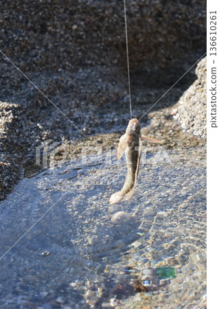 Beach hand fish. High quality photo Beach hand fish. High quality photo 136610261