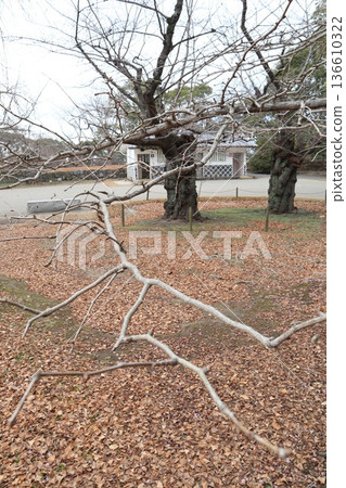 2024, Fukuoka, Fukuoka City, Landscape, Chuo Ward, Castle, Fukuoka Castle Ruins, Part 57 2024, Fukuoka, Fukuoka City, Landscape, Chuo Ward, Castle, Fukuoka Castle Ruins, Part 57 136610322