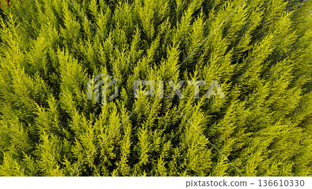 Lush green foliage. High quality photo Lush green foliage. High quality photo 136610330