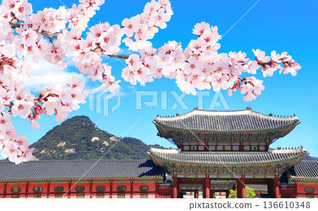 Sakura blossoming spring season. Horizontal banner with branch of blooming sakura, Gwanghwamun Gate of Gyeongbokgung palace, Seoul, South Korea. Topic of travel, trip abroad on vacation, cruises, tour 136610348