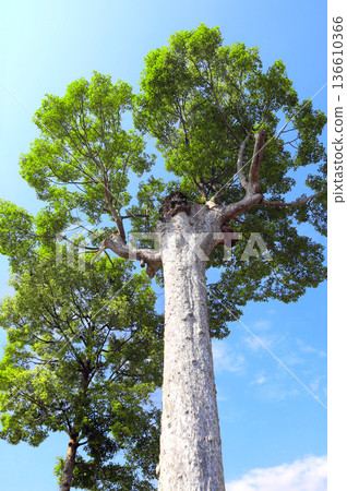 Ancient, sacred Yang Na tree at sightseeing landmark Wat Chedi Luang Temple, Chiang Mai, Thailand. Oldest tree in Wat Chedi Luang Worawihan, Buddhist temple. Topic of travel, trip, cruises, tour 136610366