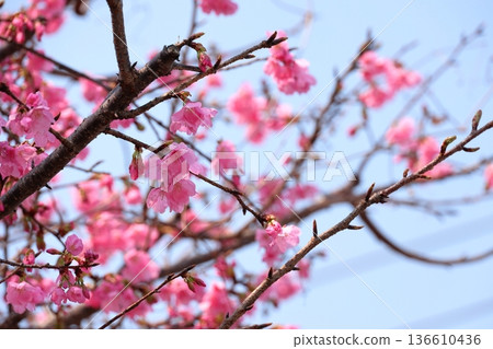 Yokohama red cherry blossoms in full bloom Yokohama red cherry blossoms in full bloom 136610436