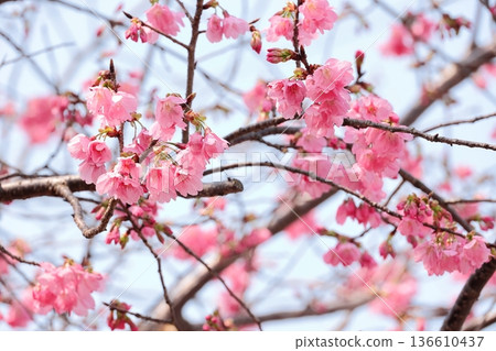 Yokohama red cherry blossoms in full bloom Yokohama red cherry blossoms in full bloom 136610437