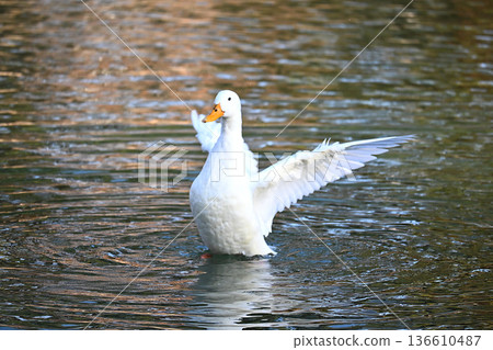 一隻白鴨在水面上拍打著翅膀 一隻白鴨在水面上拍打著翅膀 136610487