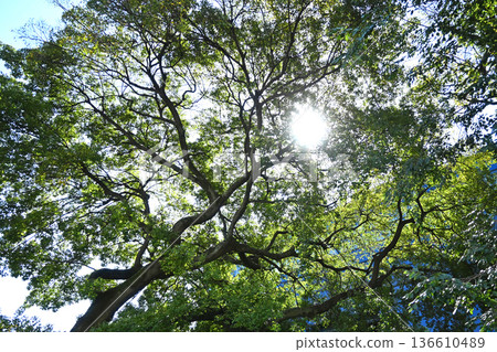 Sunlight filtering through the trees and the fresh greenery of large trees 136610489