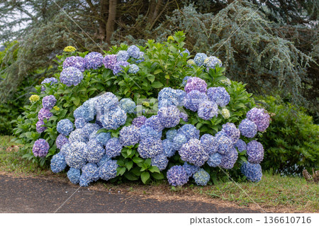 Dome-shaped bigleaf hydrangea with blue and purple blooms in garden with cedar trees. Hydrangea macrophylla 136610716