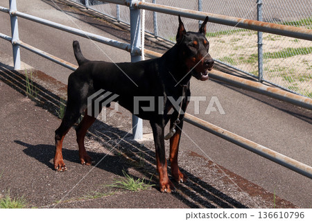 Doberman Pinscher, Doberman Pinscher Doberman Pinscher, Doberman Pinscher 136610796
