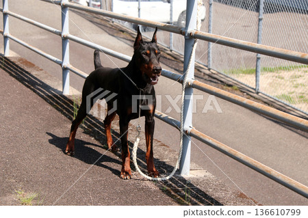 杜賓犬,杜賓犬 杜賓犬,杜賓犬 136610799