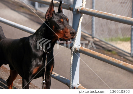 Doberman Pinscher, Doberman Pinscher Doberman Pinscher, Doberman Pinscher 136610803