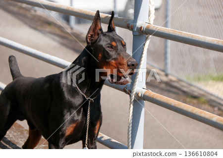 杜賓犬，杜賓犬 136610804