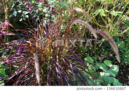 Fluffy purple fountain grass 136610867
