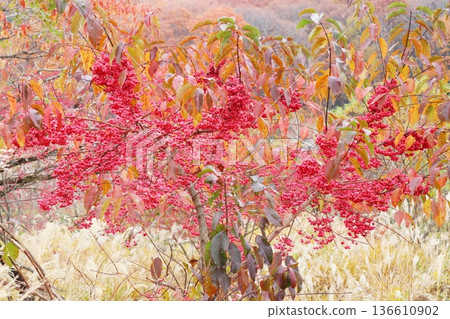 真由美樹的紅色果實已經完全成熟了。 136610902