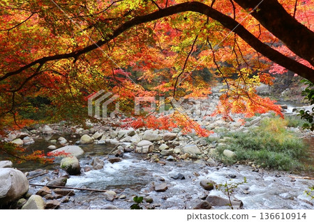Autumn leaves of the Okutsu valley Autumn leaves of the Okutsu valley 136610914