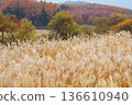 Autumn leaves and silver grass at Onbara Plateau 136610940