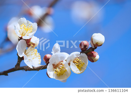 white plum blossom white plum blossom 136611104