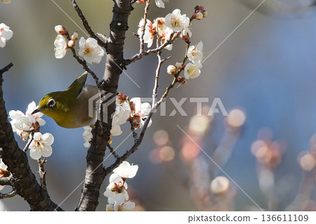 Mejiro吮吸梅花的蜂蜜 Mejiro吮吸梅花的蜂蜜 136611109