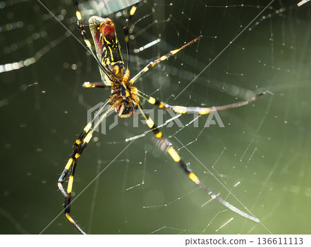 Joro蜘蛛巢 136611113