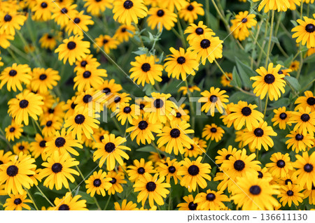 Daisy flower. Flowering daisy in garden. Outdoor flowering plant. Yellow daisy flower. Natural flower plant. Flora nature. Yellow flower background. Floral daisy yellow background Daisy flower. Flowering daisy in garden. Outdoor flowering plant. Yellow daisy flower. Natural flower plant. Flora nature. Yellow flower background. Floral daisy yellow background 136611130