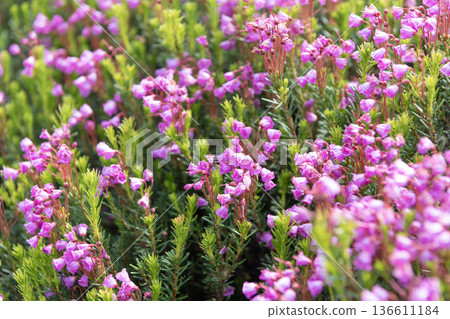 Flowering plant. Flower blossom of nature background. Mountain heather blossom. Pink mountain heather meadow flower. Meadow with wildflower of mountain heather flower in nature. Summer nature Flowering plant. Flower blossom of nature background. Mountain heather blossom. Pink mountain heather meadow flower. Meadow with wildflower of mountain heather flower in nature. Summer nature 136611184