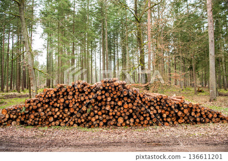 Stack of cut wood. Wood log, timber logging. Harvest of timber. Lumber industry business. Deforestation. Tree log in forest. Pine tree log. Softwood lumber. Deforestation and logging. Log trunk pile Stack of cut wood. Wood log, timber logging. Harvest of timber. Lumber industry business. Deforestation. Tree log in forest. Pine tree log. Softwood lumber. Deforestation and logging. Log trunk pile 136611201