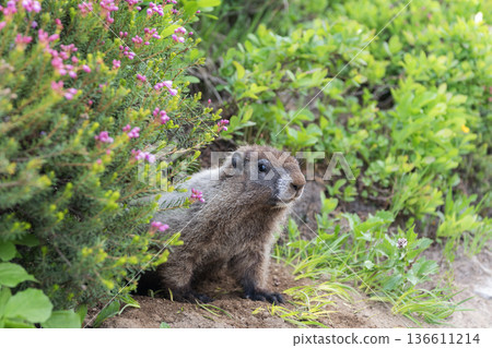 Rodent animal woodchuck. Rodent marmot animal. Wildlife nature. Marmot capybara. Marmot wild groundhog. Woodchuck rodent. Capybara outdoor. Wild animal in nature. Groundhog on ground. Fluffy marmot Rodent animal woodchuck. Rodent marmot animal. Wildlife nature. Marmot capybara. Marmot wild groundhog. Woodchuck rodent. Capybara outdoor. Wild animal in nature. Groundhog on ground. Fluffy marmot 136611214