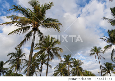 Tropical beach in Miami. Tropical outdoor scene with palm tree. Tropical summer vacation. Exotic nature. Palm tree. Summer vacation in Miami south beach. Palm tree of California. Palm leaves rustling Tropical beach in Miami. Tropical outdoor scene with palm tree. Tropical summer vacation. Exotic nature. Palm tree. Summer vacation in Miami south beach. Palm tree of California. Palm leaves rustling 136611254