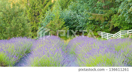 Blooming flower field. Field of lavender. Lavender flower in summer. France Provence field. Purple lavender bloom in nature. Composition of nature. Summer blooming flower. Blooming lavender field Blooming flower field. Field of lavender. Lavender flower in summer. France Provence field. Purple lavender bloom in nature. Composition of nature. Summer blooming flower. Blooming lavender field 136611261