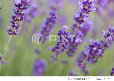 Purple lavender bloom in nature. Composition of nature. Summer blooming flower. Blooming flower field. Field of lavender. Lavender flower in summer. France Provence field. Lavender oil Purple lavender bloom in nature. Composition of nature. Summer blooming flower. Blooming flower field. Field of lavender. Lavender flower in summer. France Provence field. Lavender oil 136611262