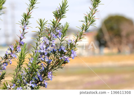Rosemary in full bloom Rosemary in full bloom 136611308