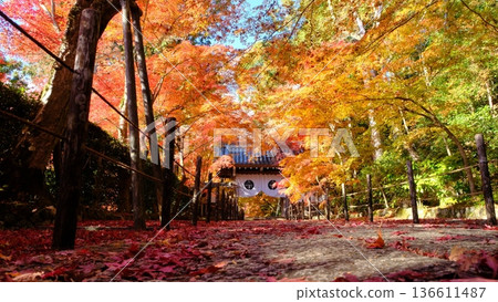 秋天的阿房光明寺藥院門參道 秋天的阿房光明寺藥院門參道 136611487