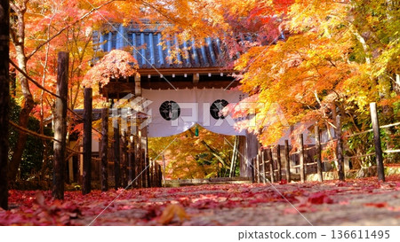 秋天的阿房光明寺藥院門參道 136611495