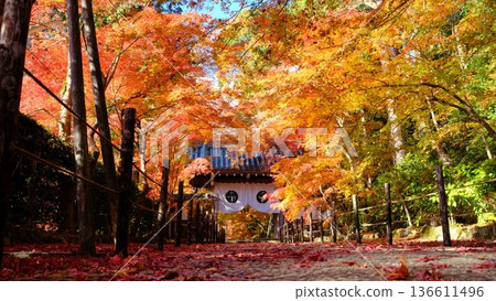 秋天的阿房光明寺藥院門參道 136611496