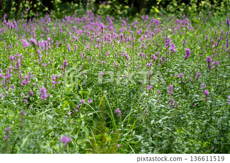 Flower Bud Lythrum salicaria plant Flower Bud Lythrum salicaria plant 136611519