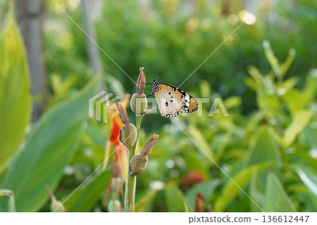Monarch Butterfly Resting On A Flower Bud In Nature Monarch Butterfly Resting On A Flower Bud In Nature 136612447