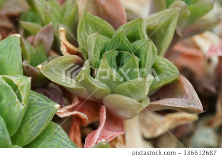 Haworthia Succulent Plant Close Up Detailed View 136612687